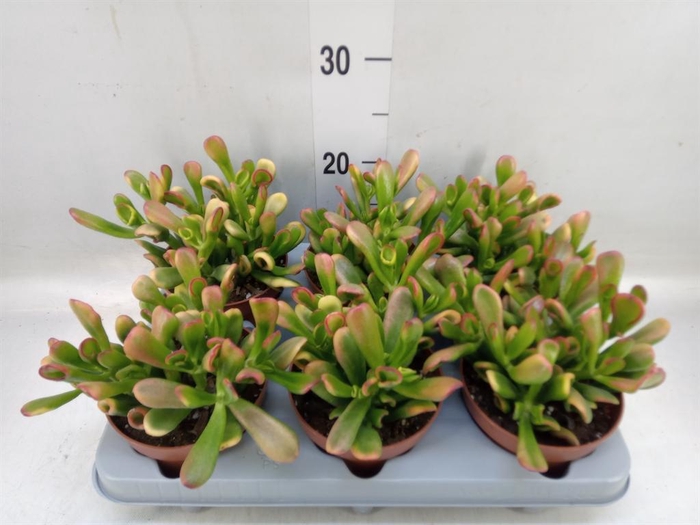 <h4>Crassula ovata 'Horn Tree'</h4>