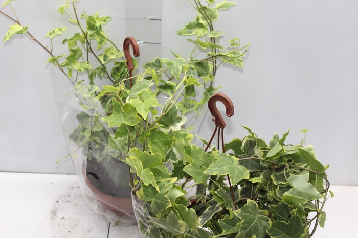HEDERA VARIADA C18