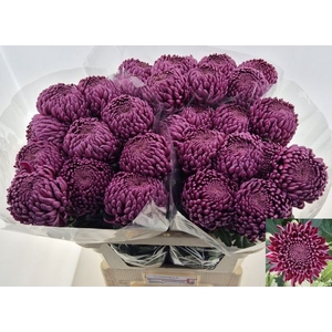CHR G BIGOUDI PURPLE