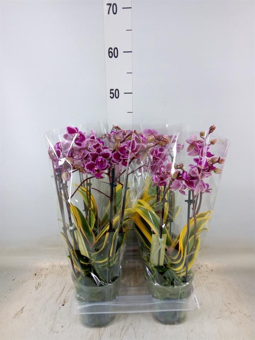 <h4>Phalaenopsis multi. 'Magic Leaf'</h4>