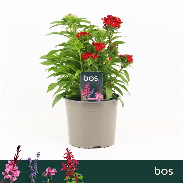 <h4>Dianthus Barbatus, Dart Scarlet</h4>