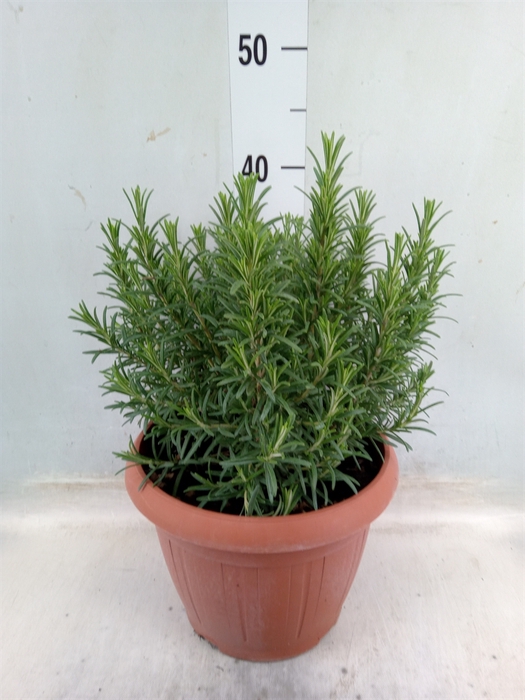 <h4>Rosmarinus officinalis   ...</h4>