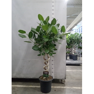 Ficus benghalensis 'Audrey'