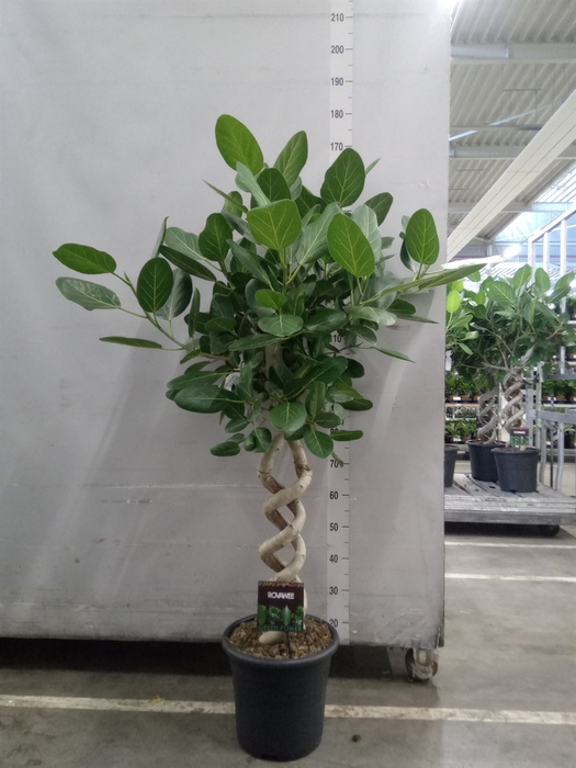 <h4>Ficus benghalensis 'Audrey'</h4>