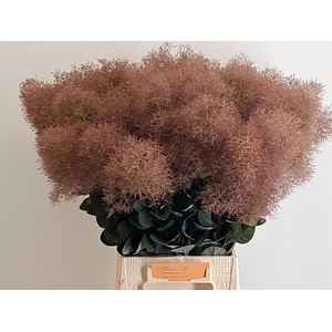 Cotinus C Magic Torch Dark Red 60cm
