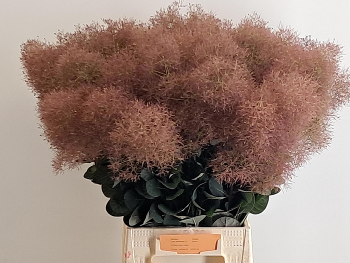 <h4>Cotinus C Magic Torch Dark Red 60cm</h4>