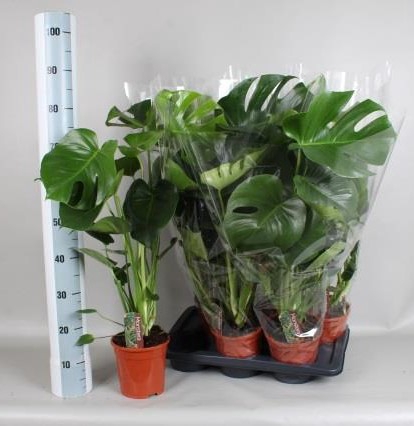 <h4>MONSTERA DELICIOSA</h4>