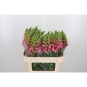 Antirrhinum Po Pink