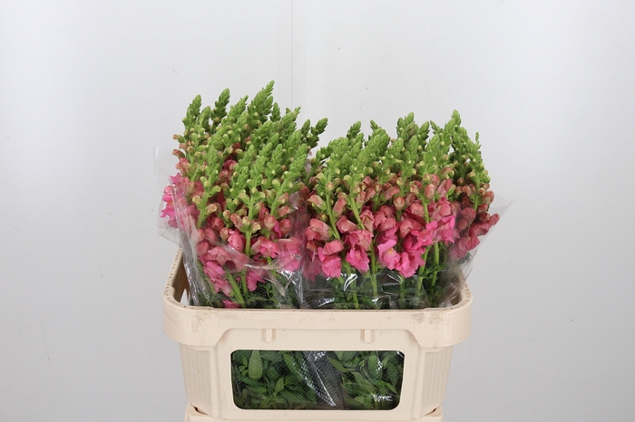<h4>Antirrhinum Po Pink</h4>