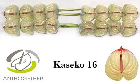<h4>Anthurium Kaseko</h4>
