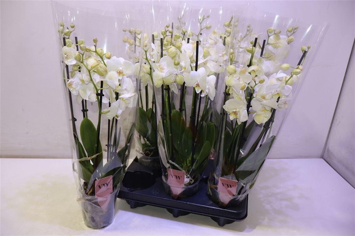 <h4>arr8 Phal An Inverness</h4>