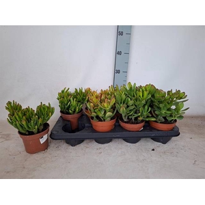 CRASSULA MIX P12