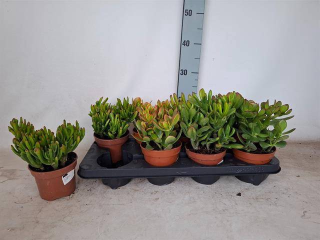 <h4>CRASSULA MIX P12</h4>