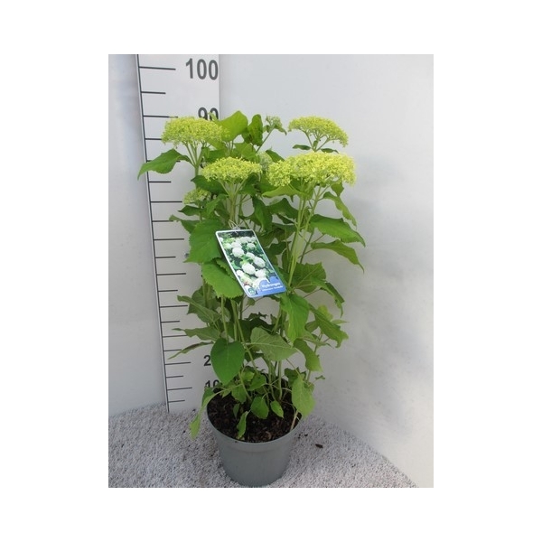 <h4>Hydrangea arb. Annabelle struik 60 cm p26</h4>