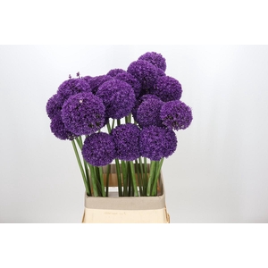 Allium Ambassador