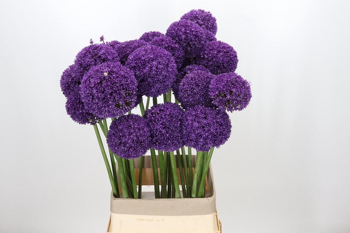 <h4>Allium Ambassador</h4>