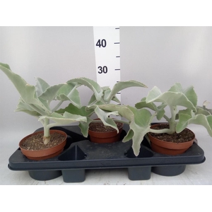 Kalanchoe NF beharensis