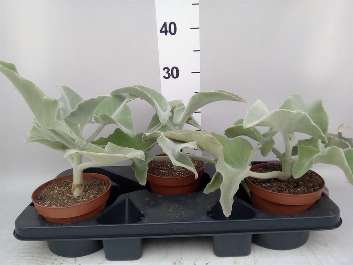<h4>Kalanchoe NF beharensis</h4>
