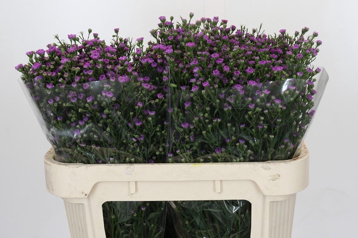 <h4>Aster Baby Pink</h4>