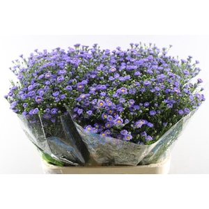 Ast Teeny Tiny Blue L 80/30