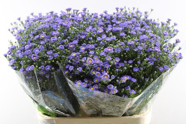 <h4>Ast Teeny Tiny Blue L 80/30</h4>