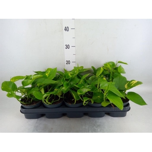 Epipremnum pinn. 'Aureum'