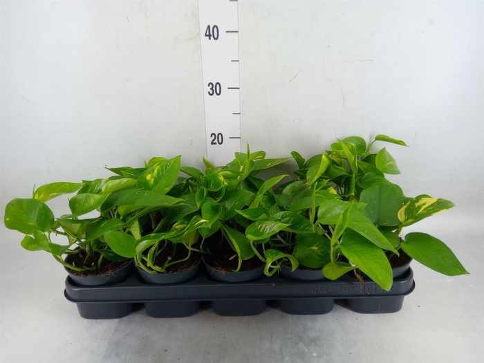 <h4>Epipremnum pinn. 'Aureum'</h4>