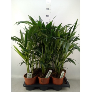 Howea forsteriana
