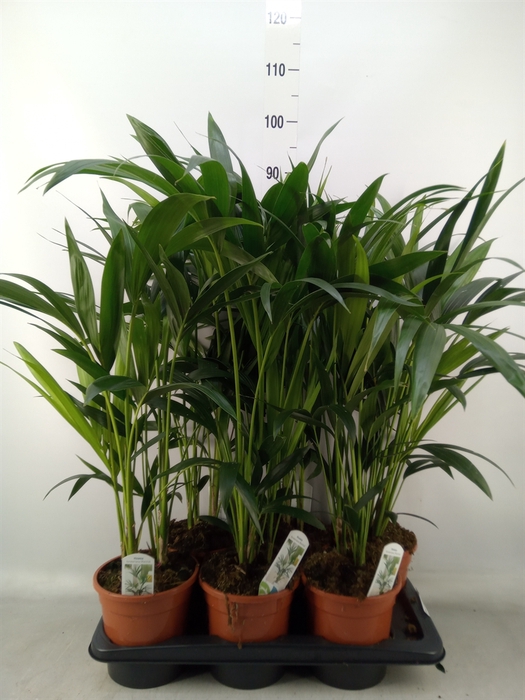 <h4>Howea forsteriana</h4>