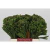 Kaaps Groen Albigreen