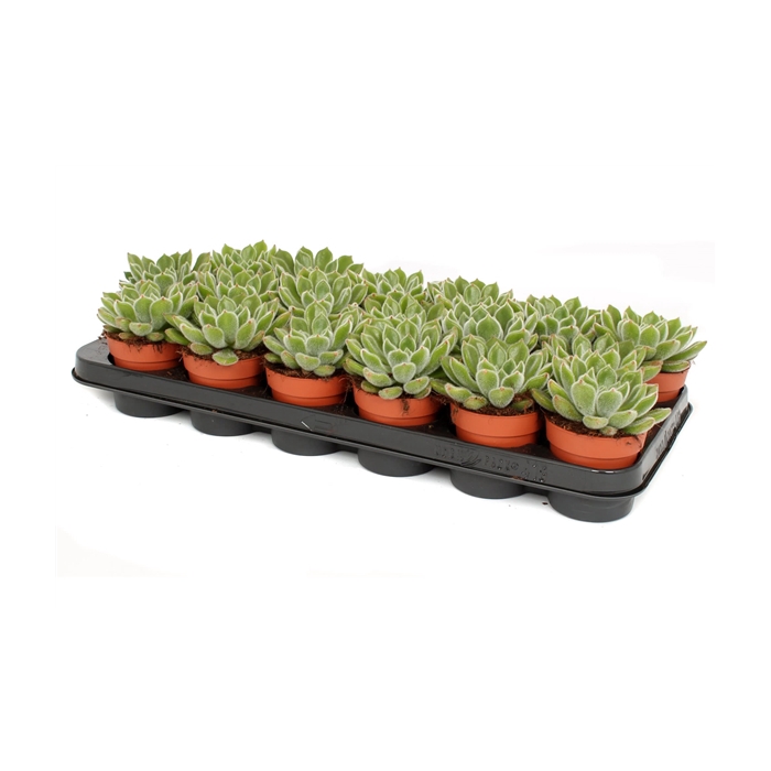 <h4>Echeveria setosa 8,5 cm</h4>