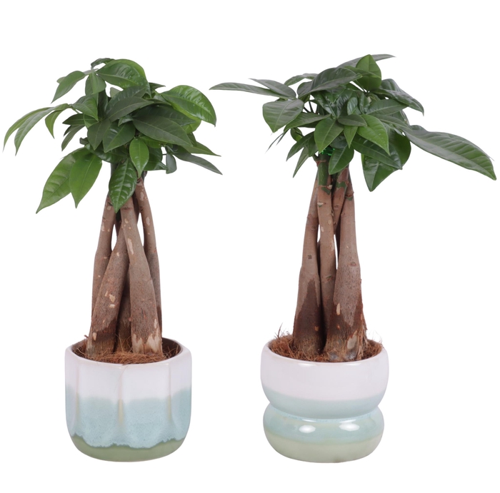 <h4>Pachira Braided Ø09cm in Ø11cm Ceramic FB675</h4>