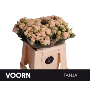 RS TR TANJA