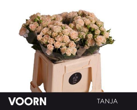 <h4>RS TR TANJA</h4>