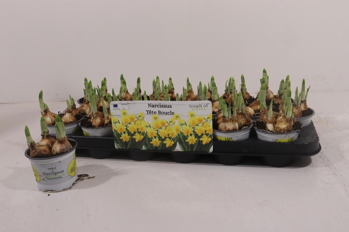 <h4>NARC D TETE BOUCLE</h4>