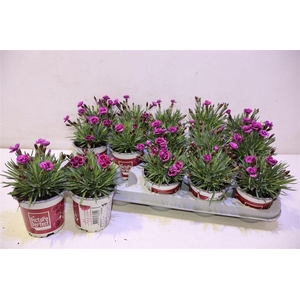 arr8 Dian Picture Perfect