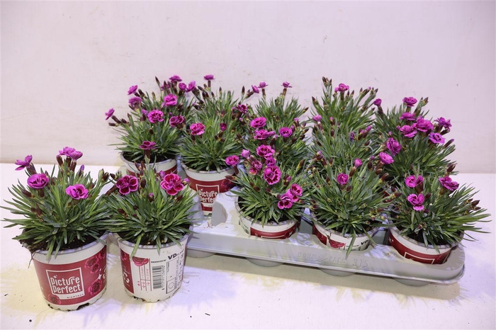 <h4>arr8 Dian Picture Perfect</h4>