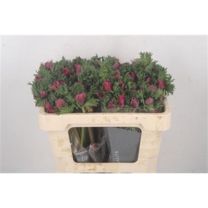 Anemone Galil Purper