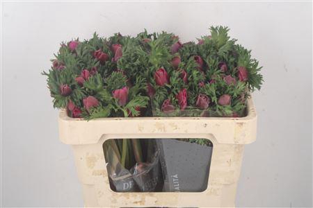 <h4>Anemone Galil Purper</h4>