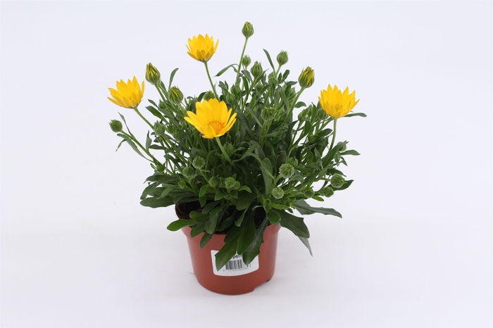 Osteo Yellow Blue Eyed Beauty