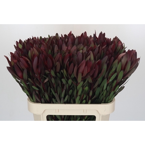 Leucadendron Saf Sunset Dark R.