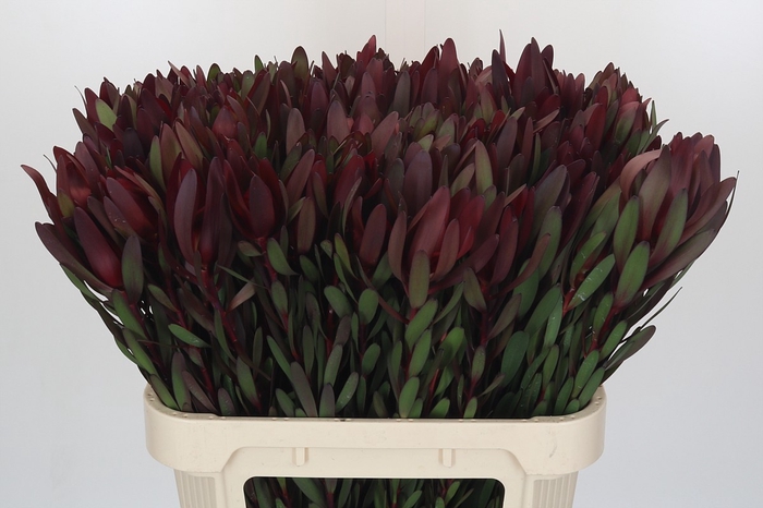 <h4>Leucadendron Saf Sunset Dark R.</h4>