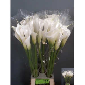 Zantedeschia ae avalanche