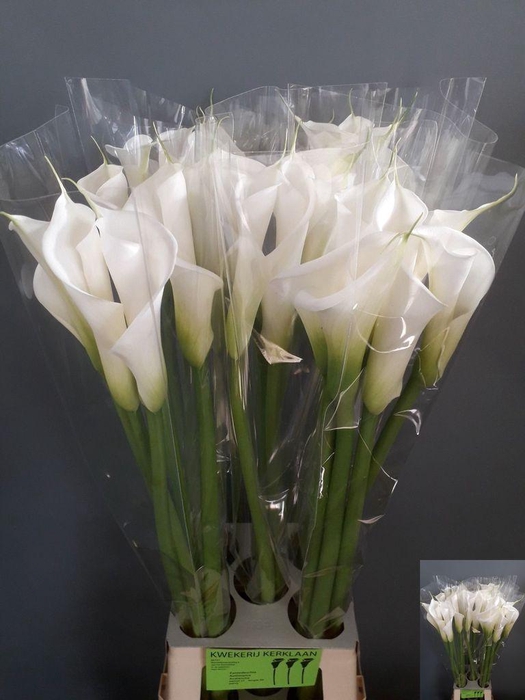 <h4>Zantedeschia ae avalanche</h4>