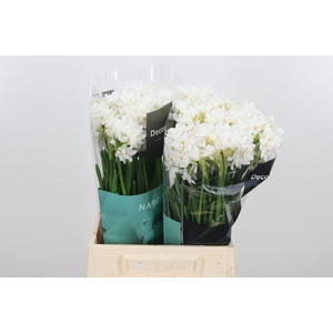Narcissus Ziva Paperwhite