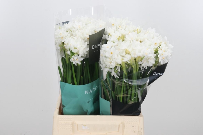 <h4>Narcissus Ziva Paperwhite</h4>