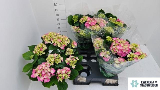 <h4>HYDR M EARLY ROSA</h4>