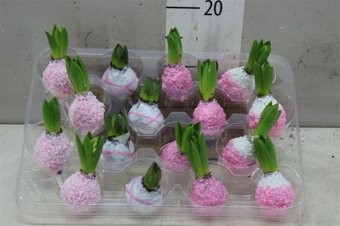 <h4>Hyacinthus Wax Pink White Mix</h4>