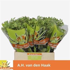 Anigoz Nl. Green 60cm