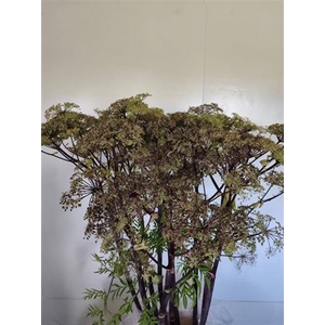 Angelica Gigas Pink Blush